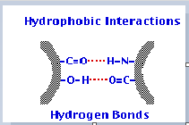 Diagram illustrating hydrophobic interactions and hydrogen bonds between molecules: C=O and H-N on one side, O-H and O=C on the other, with dotted lines representing bonds.