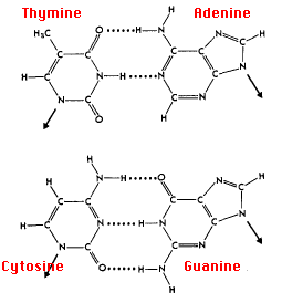 Diagram showing chemical structures of DNA base pairs: thymine with adenine, and cytosine with guanine. Thymine and adenine are connected by two hydrogen bonds; cytosine and guanine by three.