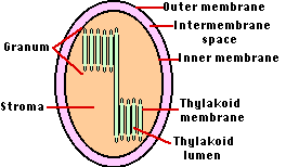 Diagram of a chloroplast showing an outer membrane, intermembrane space, inner membrane, stroma, granum, thylakoid membrane, and thylakoid lumen.