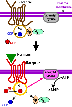 Diagram showing a cell signaling pathway with a receptor, hormone, and G protein that activates adenylate cyclase. ATP converts to cAMP. The sequence occurs across a plasma membrane.