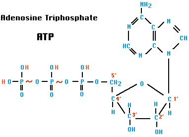 Diagram of the molecular structure of Adenosine Triphosphate (ATP), showing its components: adenine, ribose, and three phosphate groups.