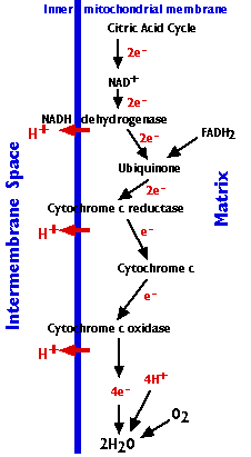 Flowchart of electron transfer in mitochondria shows complexes I-IV, CoQ, and cytochrome c, illustrating the process from NADH and FADH₂ to O₂, resulting in ATP production.