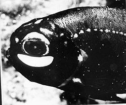 Close-up of a fish with a pronounced eye and dark, speckled skin. The fish has a white marking near its mouth and light spots along its body, set against a blurred aquatic background.