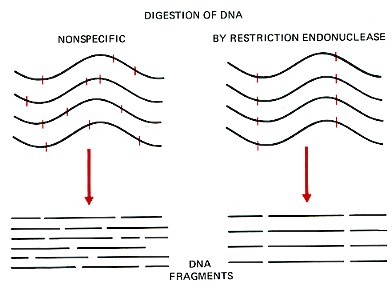 Diagram comparing DNA digestion: left shows no enzyme, right shows restriction endonuclease, resulting in fragmented DNA at the bottom with arrows indicating the process.