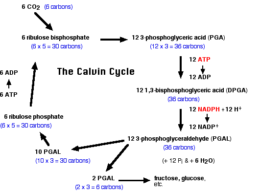 Flowchart of the Calvin Cycle showing chemical reactions and compounds, including ATP, NADPH, and RuBP, involved in photosynthesis. Highlighted steps include conversion of 3-PGA to G3P.