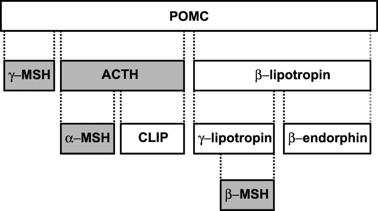 Flowchart depicting the breakdown of Proopiomelanocortin (POMC) into peptides: &gamma;-MSH, ACTH, &alpha;-MSH, CLIP, &beta;-Lipotropin, &beta;-MSH, &gamma;-Lipotropin, and &beta;-Endorphin.