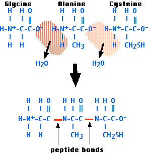Diagram showing peptide bond formation between glycine, alanine, and cysteine. Water molecules are removed to form bonds, highlighted by red lines between amino acids.