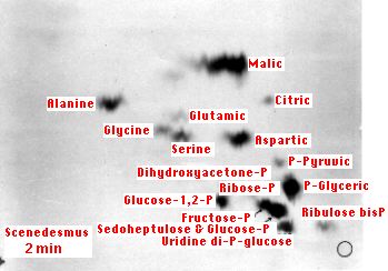 A blurry image showing various labeled chemical compounds in red text on a gradient background. The labels include Glucose, Pyruvate, and others. Some labels are partially obscured.
