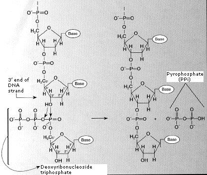 Diagram of RNA synthesis: a chain of nucleotide structures linked together, indicating the 3 and 5 ends. Labels show base, ribose, and phosphate groups with arrows indicating process direction.