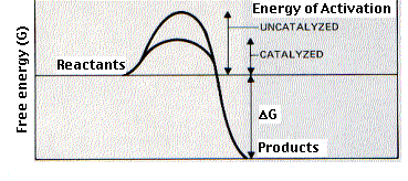 Graph showing reaction progress with and without a catalyst. The catalyzed reaction has a lower peak energy barrier, demonstrating reduced activation energy compared to the uncatalyzed reaction.