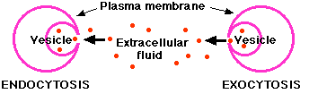 Illustration of exocytosis and endocytosis: Vesicles (pink) release or absorb red particles across the plasma membrane into the extracellular fluid. Arrows indicate direction of movement.