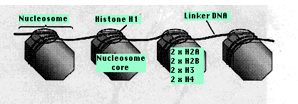 Diagram showing DNA packaging: nucleosome with DNA wrapped around histone core, further coiling into a 30 nm fiber. Labels: Nucleosome, Histone H1, Linker DNA, and lengths 10 nm, 30 nm, 300 nm, 700 nm.