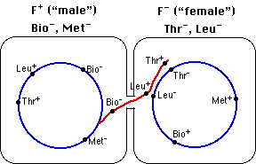 Diagram comparing F+ (male) and F- (female) bacterial plasmids, showing genetic markers Leu, Thr, Met, and Bo. Red and blue lines indicate connectivity and differences between the two plasmids.