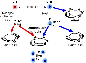 Flowchart showing interactions between host and line organisms, with paths leading to harmful or harmless outcomes. Arrows are color-coded: blue for hosts, red for lines.