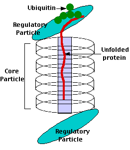 Diagram of miRNA regulation: miRNA binds to mRNA, forming a double helix with a nongreen strip labeled miRNA in a green cell. Arrows indicate binding, with the process labeled Regulation.
