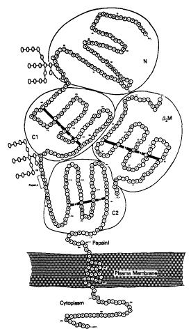 Illustration of protein synthesis, showing a chain of conjoined ribosomes translating mRNA, with polypeptide chains emerging, attached to the endoplasmic reticulum.