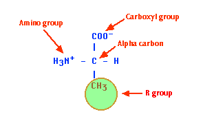 Diagram of an amino acid structure with labels: amino group, carboxyl group, alpha carbon, hydrogen atom, and R group. A CH3 represents the R group.