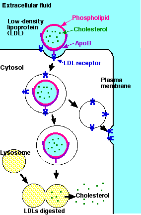 Diagram of cholesterol uptake by cells. Shows LDL attaching to receptors on the cell membrane, entering via endocytosis, and breaking down into cholesterol and other components.